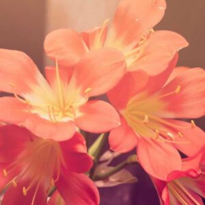 Tapete de Yoga Ecológico